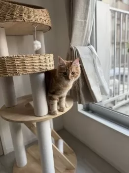 M.S 様のお迎えした子猫