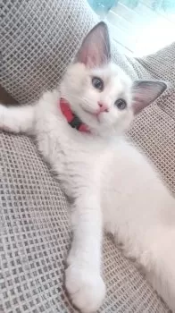 ひなたぼっこ 様のお迎えした子猫