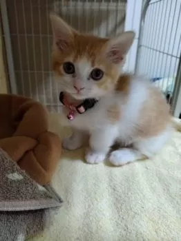 H.A 様のお迎えした子猫