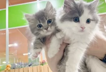 K.S 様のお迎えした子猫