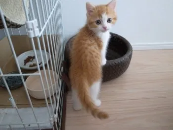 馬場　文雄 様のお迎えした子猫