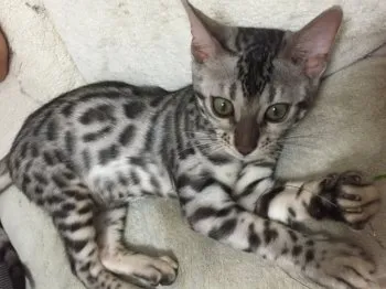 まち 様のお迎えした子猫