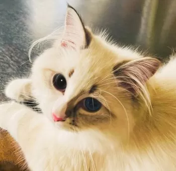 ひなまる 様のお迎えした子猫