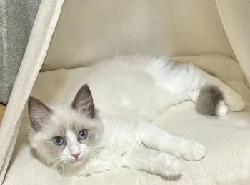 Y.H 様のお迎えした子猫