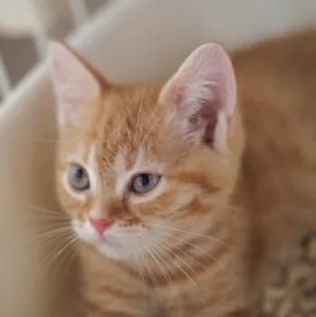 いのっち 様のお迎えした子猫