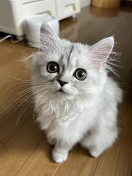M.T 様のお迎えした子猫