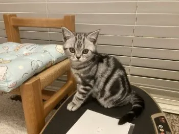 たか 様のお迎えした子猫