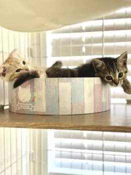 M.Y 様のお迎えした子猫