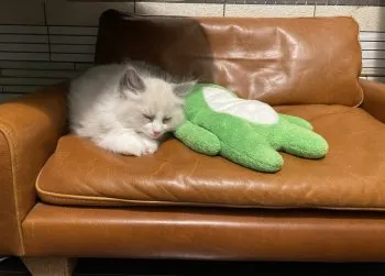 ちけろん 様のお迎えした子猫