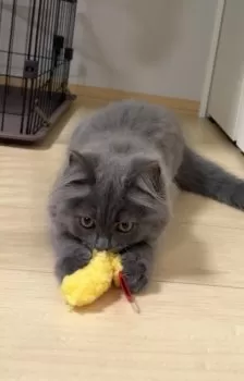 E.T 様のお迎えした子猫