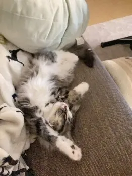 nin 様のお迎えした子猫