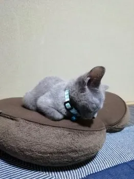 さら 様のお迎えした子猫