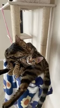 Maiko 様のお迎えした子猫
