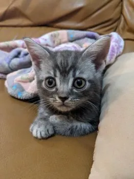 junwooaaaa 様のお迎えした子猫