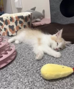 あんちゃん 様のお迎えした子猫