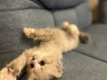 S 様のお迎えした子猫