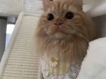 Y.Y 様のお迎えした子猫