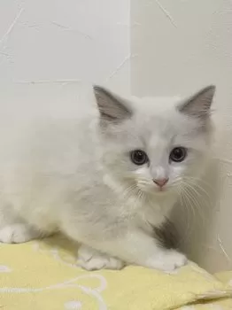 H.K 様のお迎えした子猫