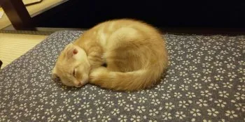 ヴォクシー 様のお迎えした子猫