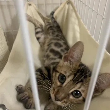 AM 様のお迎えした子猫