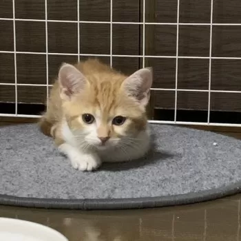 point268 様のお迎えした子猫