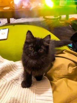 ぽん 様のお迎えした子猫