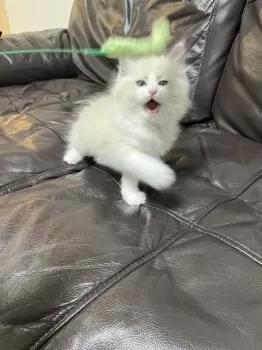 E.K 様のお迎えした子猫