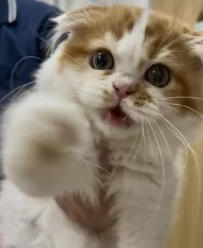 Y.I 様のお迎えした子猫