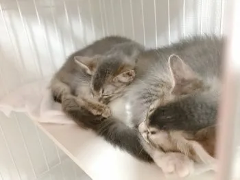 m 様のお迎えした子猫