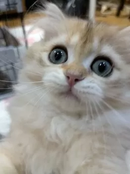 S.N 様のお迎えした子猫