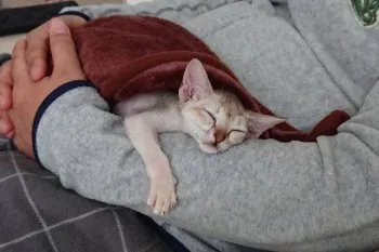 EMMAちゃん 様のお迎えした子猫