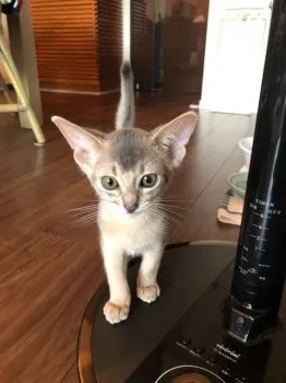 mateo 様のお迎えした子猫