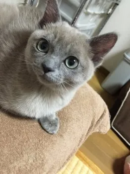 じろうさん 様のお迎えした子猫