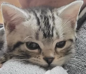 m.n 様のお迎えした子猫