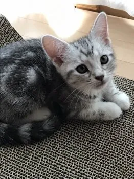 猫ママ 様のお迎えした子猫