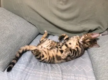 N.K 様のお迎えした子猫