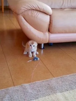 まっき 様のお迎えした子猫