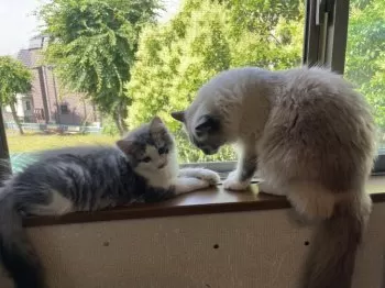 Y.M 様のお迎えした子猫