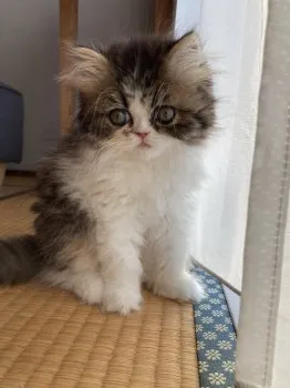 タカオ 様のお迎えした子猫