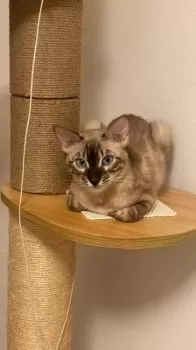SAN WAN 様のお迎えした子猫