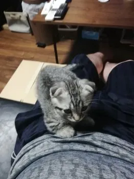 ヒプノタイズ 様のお迎えした子猫