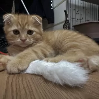 S.S 様のお迎えした子猫