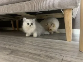もい 様のお迎えした子猫