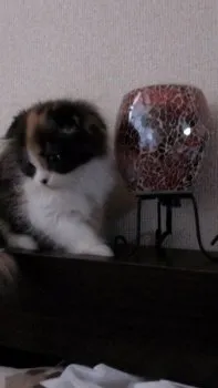 キャリー 様のお迎えした子猫