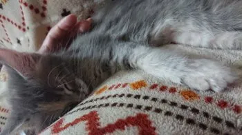 カメ🐢 様のお迎えした子猫