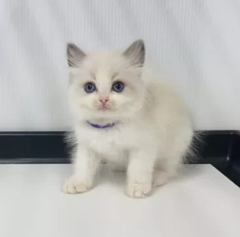 T.T 様のお迎えした子猫