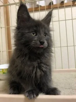 ちょび 様のお迎えした子猫