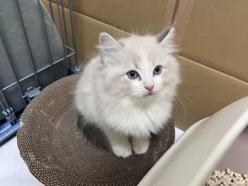 k 様のお迎えした子猫