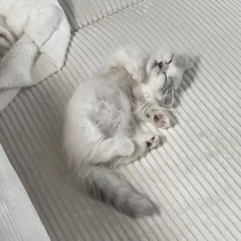 M.K 様のお迎えした子猫