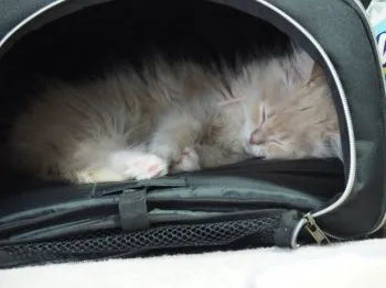 Hualiファミリー 様のお迎えした子猫